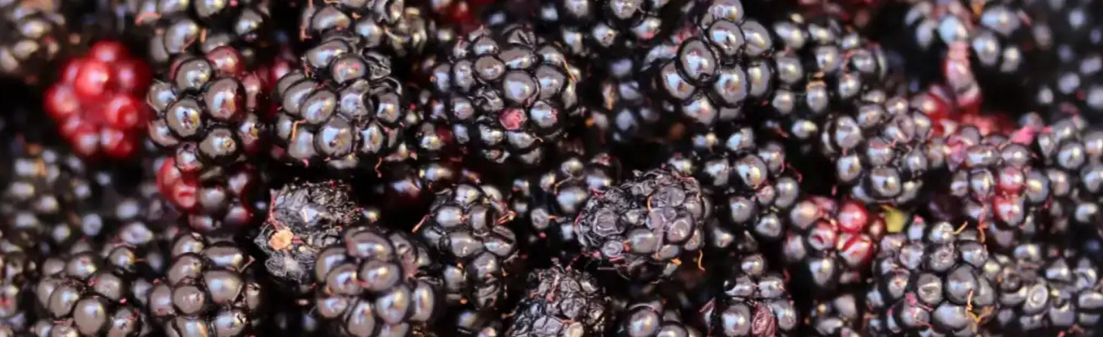 What Are FODMAPS?